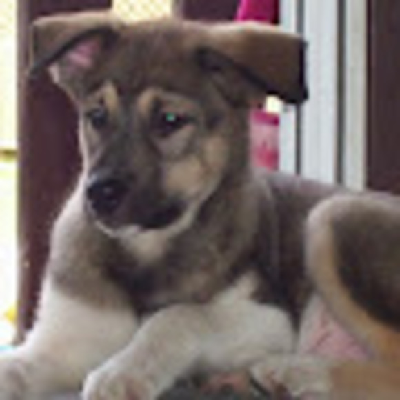 Meet your Posher, Britnie - Picture 1 of 1